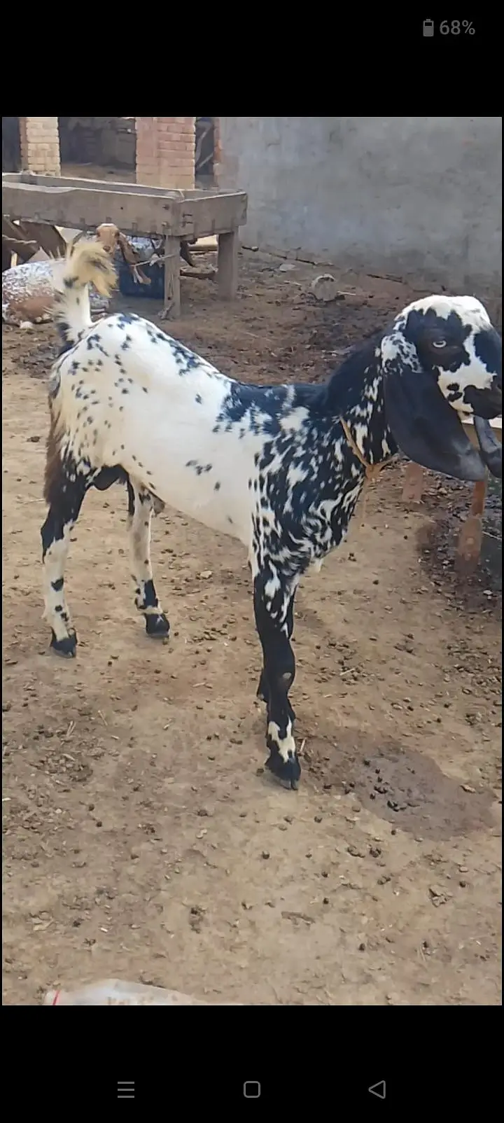 Bakra for sale — photo 6