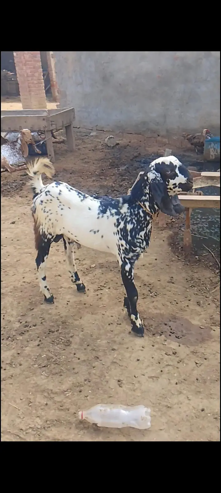 Bakra for sale — photo 7
