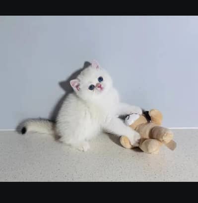 British kittin for sell. 0313 4935014