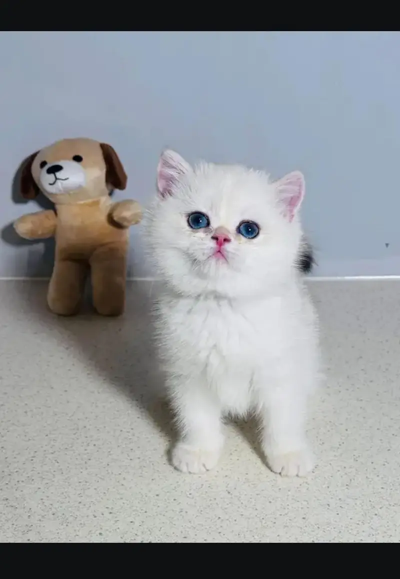 British kittin for sell. 0313 4935014 — photo 2