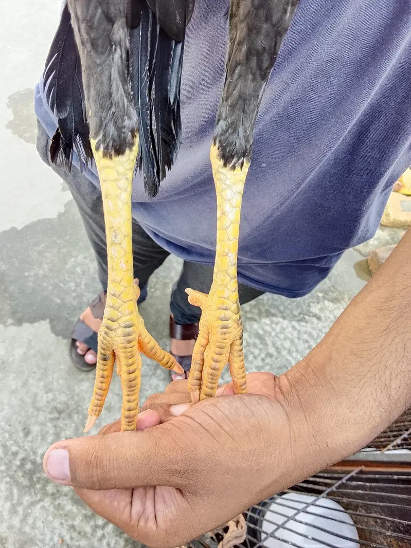 2 Aseel lasanii females. — photo 2