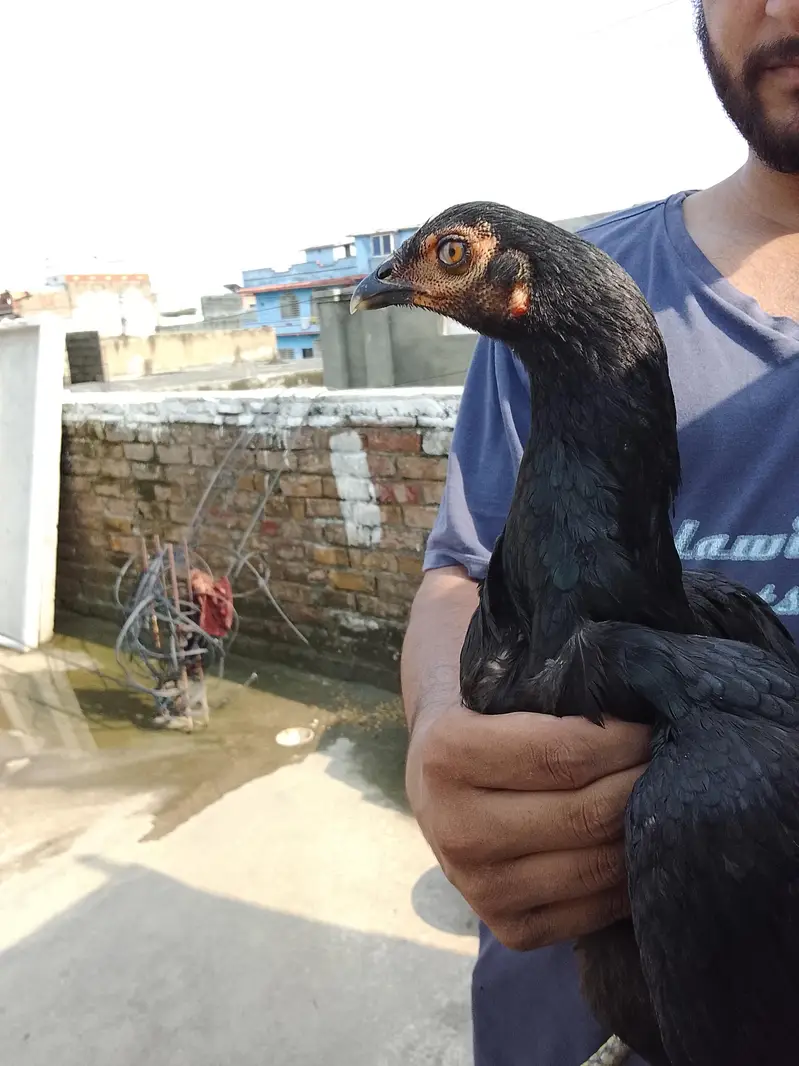 2 Aseel lasanii females. — photo 4