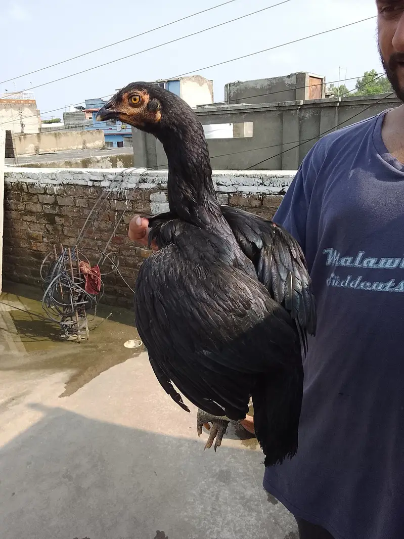 2 Aseel lasanii females. — photo 7