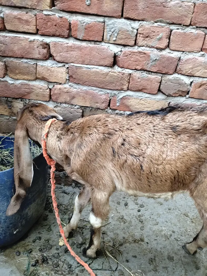 nagri path  what's app 03002420565 — photo 2