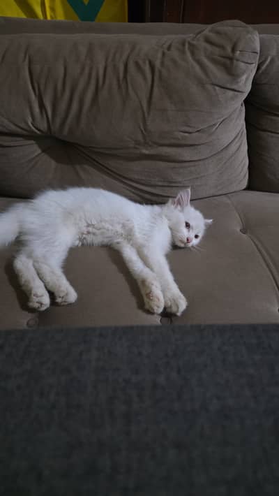 Russian Kitten for sale 2.5 months very beautiful home trained