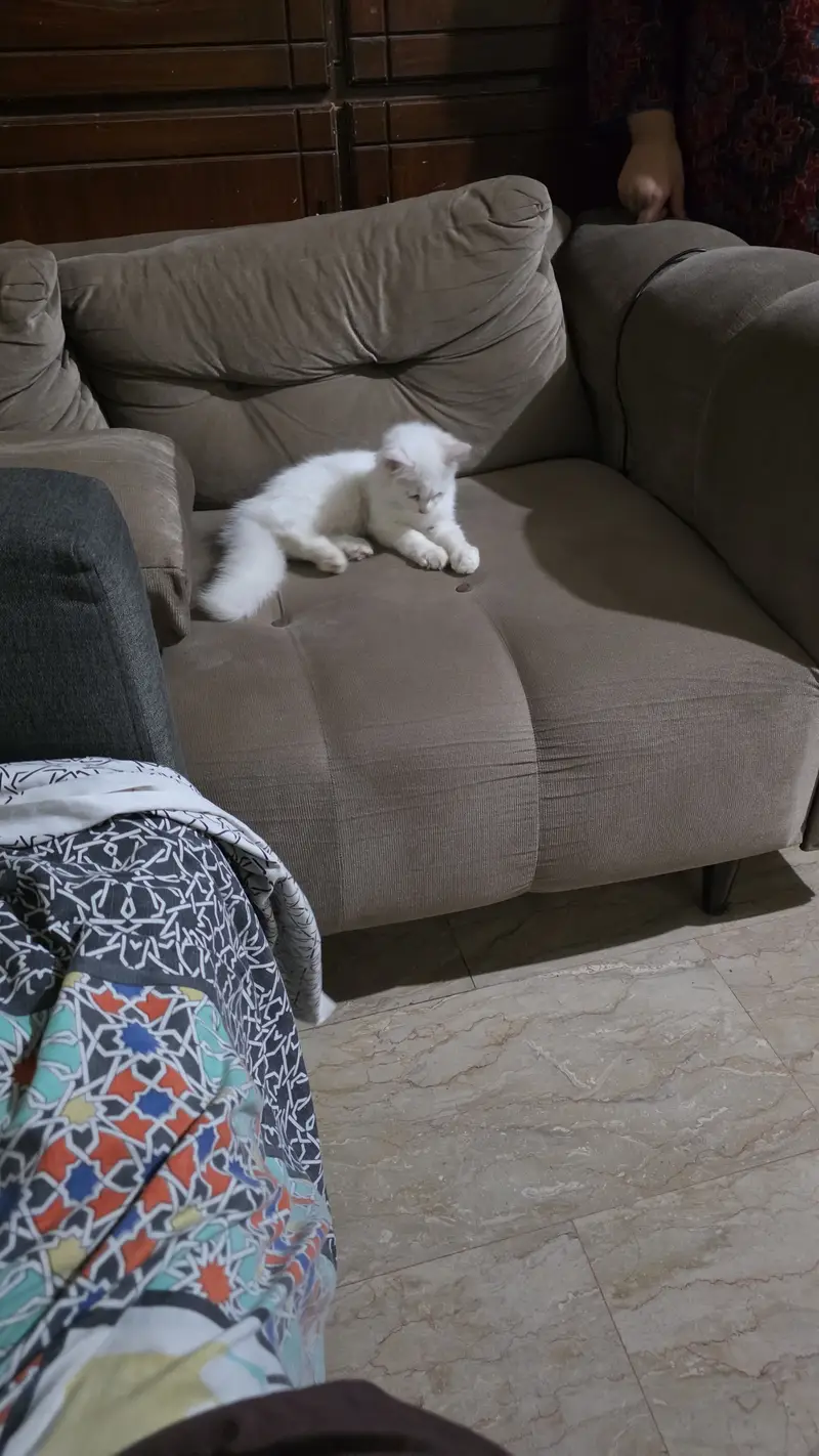 Russian Kitten for sale 2.5 months very beautiful home trained — photo 2