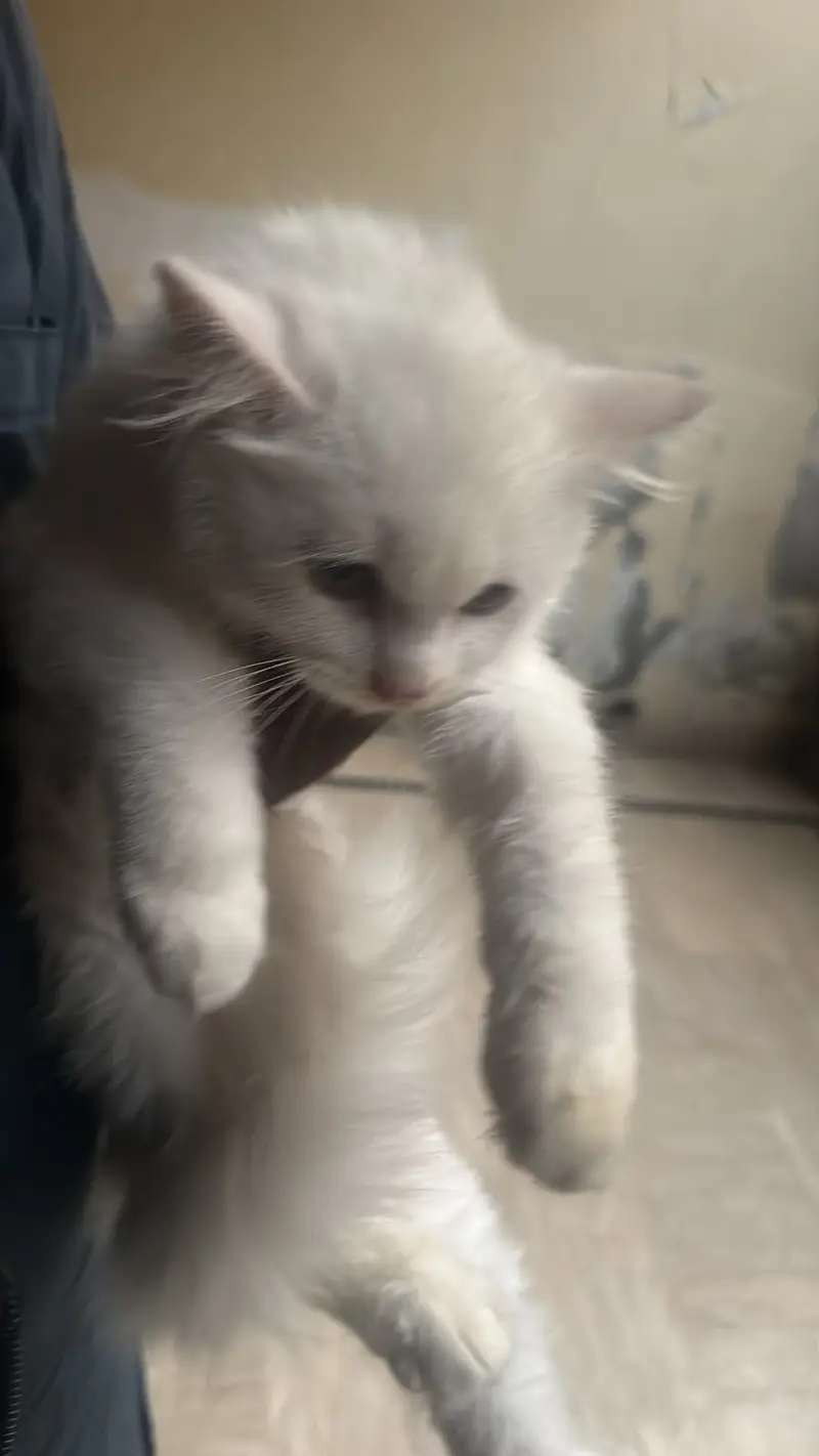Russian Kitten for sale 2.5 months very beautiful home trained — photo 3