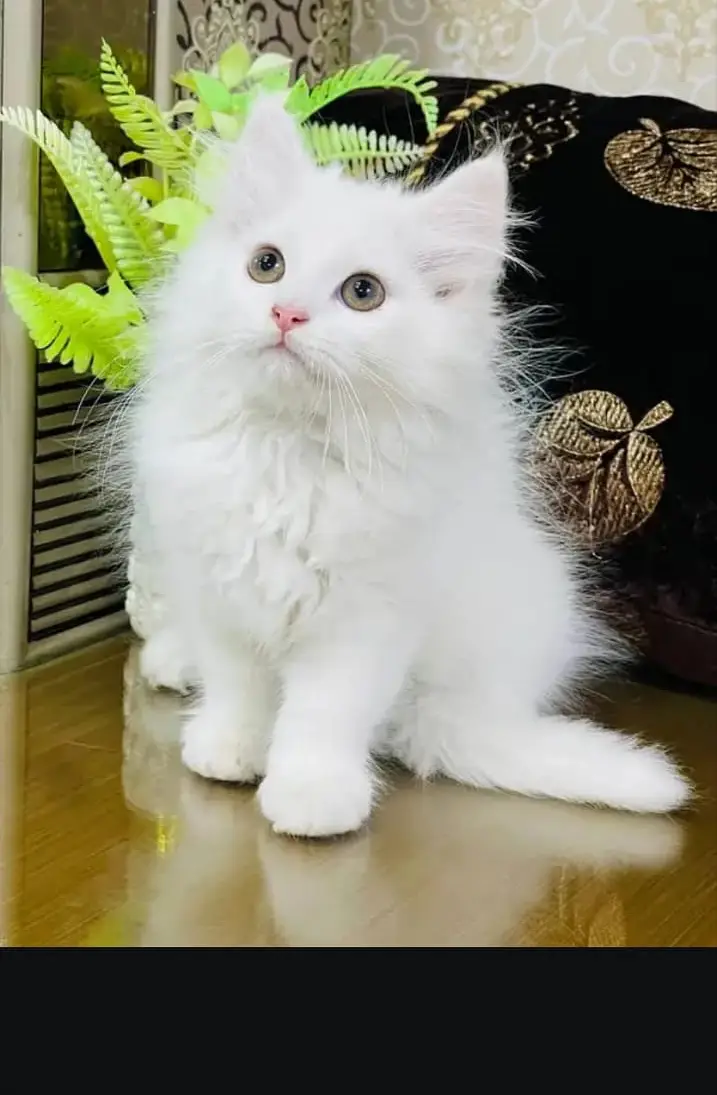 Russian Kitten for sale 2.5 months very beautiful home trained — photo 4