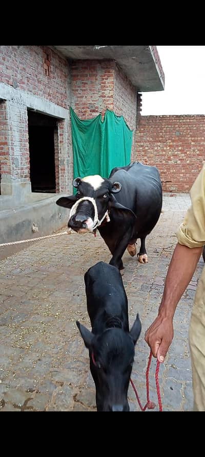 pehlan jhoti pure nili