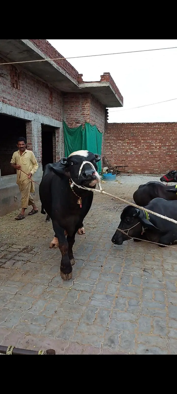 pehlan jhoti pure nili — photo 2