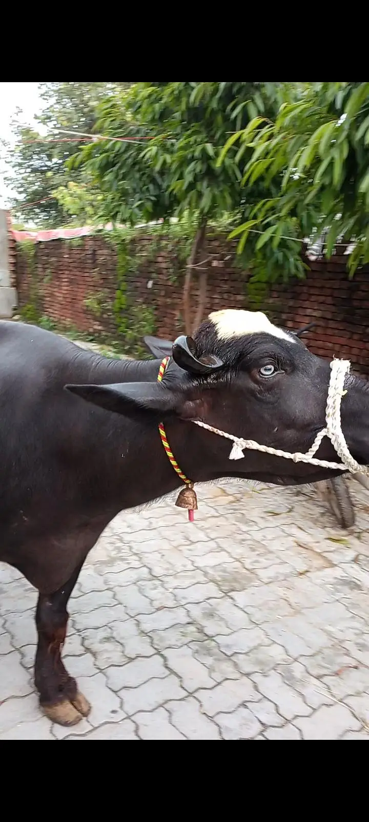 pehlan jhoti pure nili — photo 3