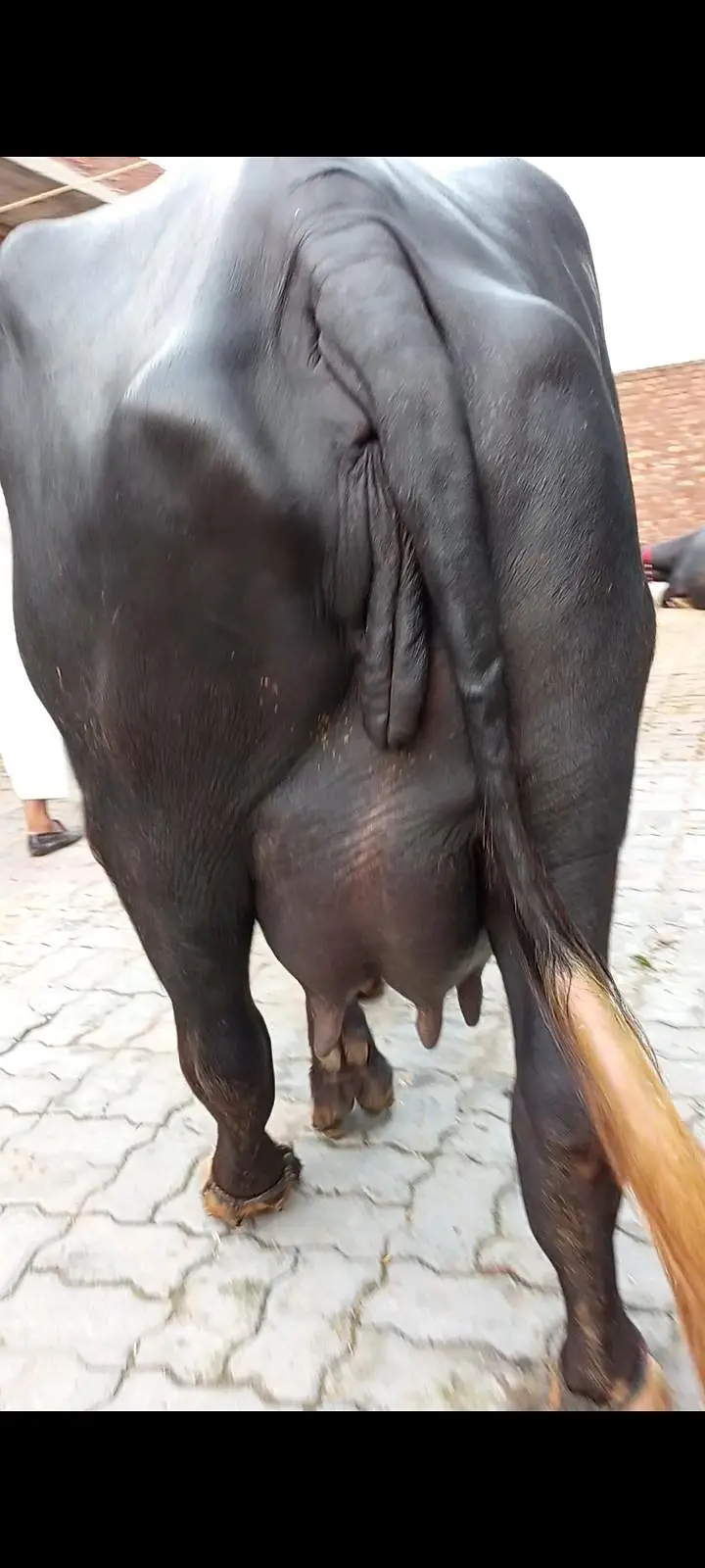 pehlan jhoti pure nili — photo 4