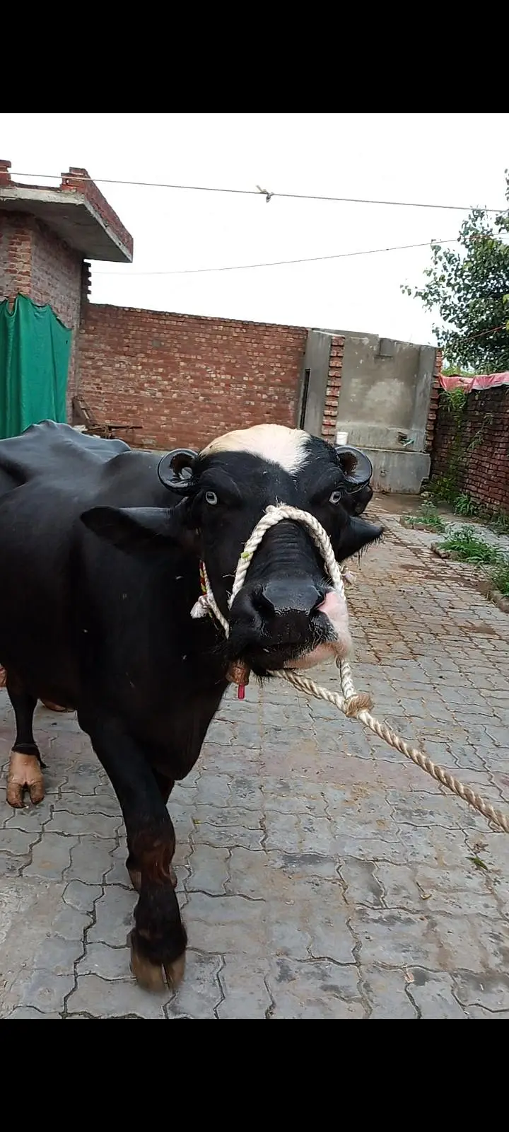 pehlan jhoti pure nili — photo 5