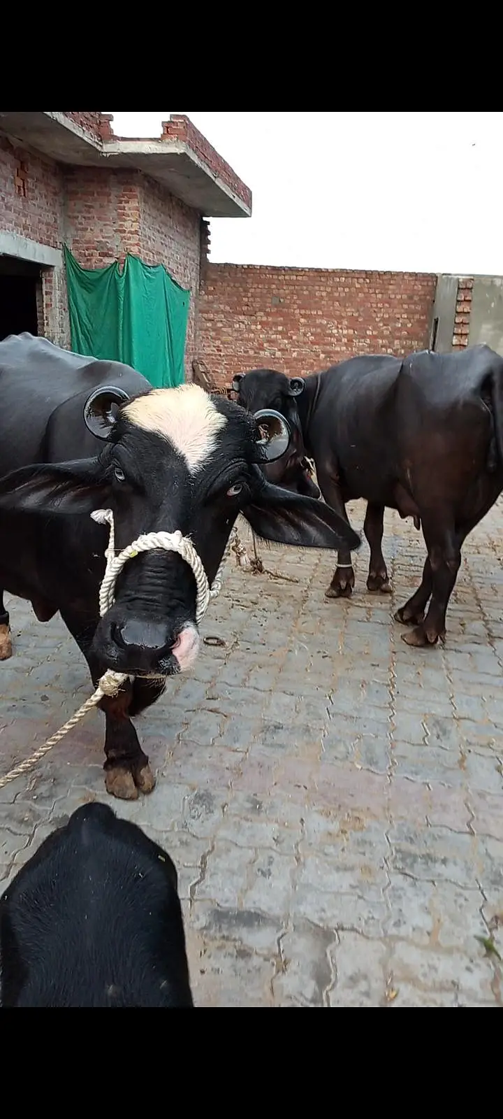 pehlan jhoti pure nili — photo 6