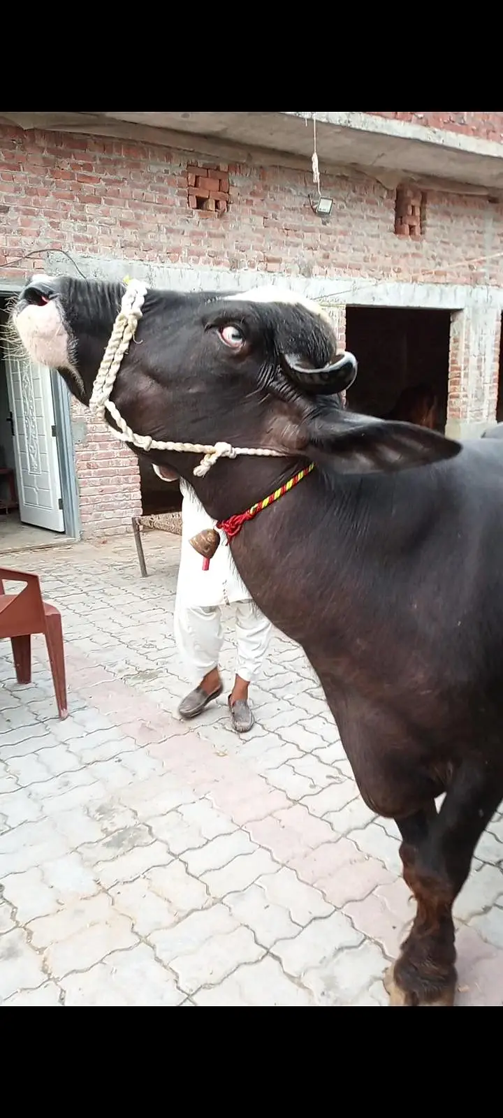 pehlan jhoti pure nili — photo 7
