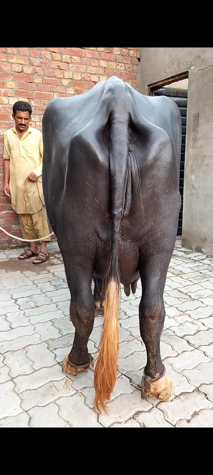 pehlan jhoti pure nili — photo 8