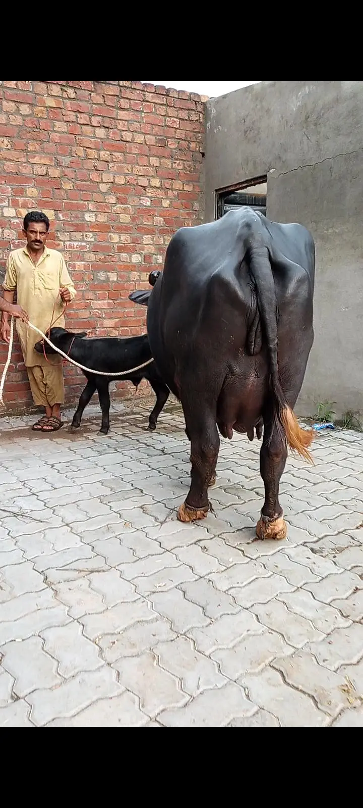pehlan jhoti pure nili — photo 9