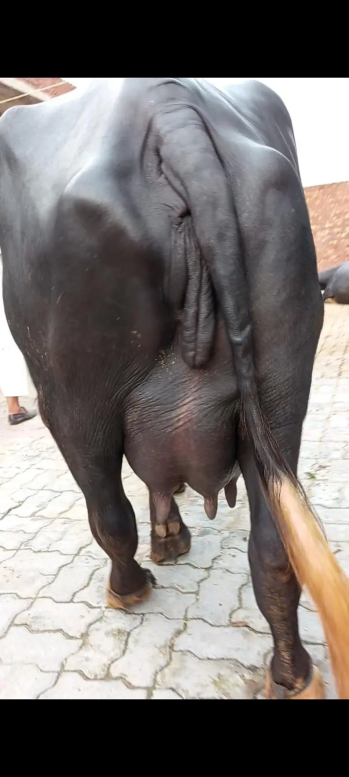 pehlan jhoti pure nili — photo 10