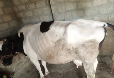 Doodh Wali Walayti Cow