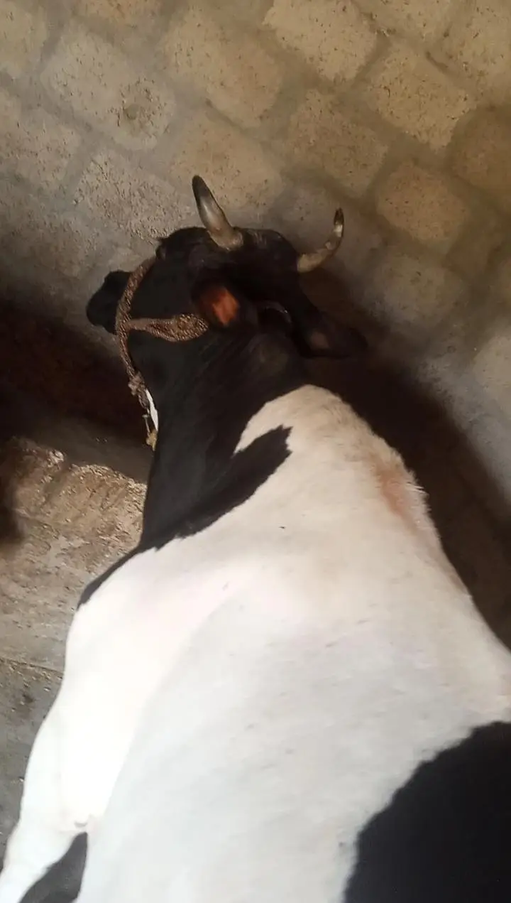 Doodh Wali Walayti Cow — photo 2