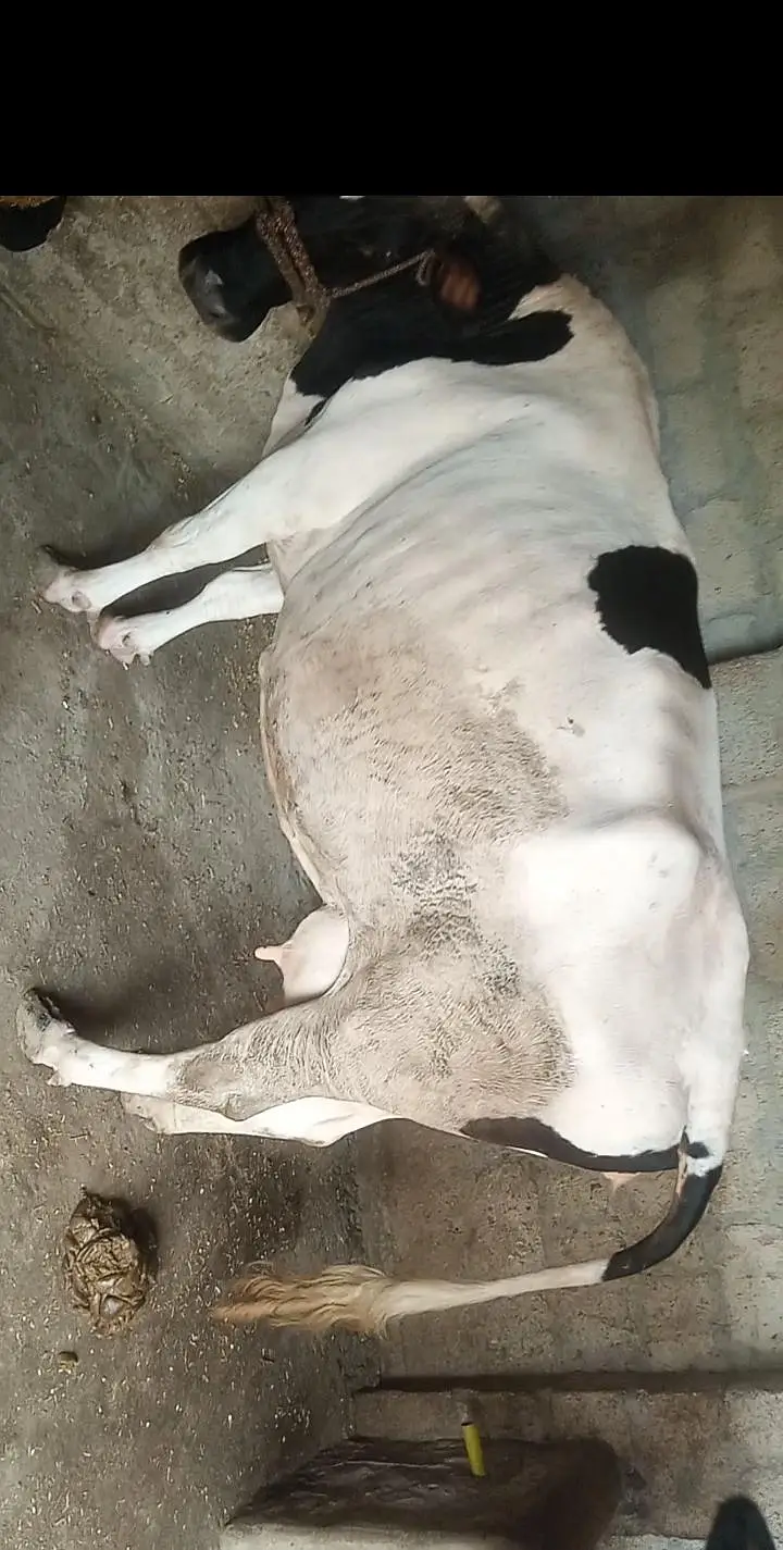 Doodh Wali Walayti Cow — photo 3
