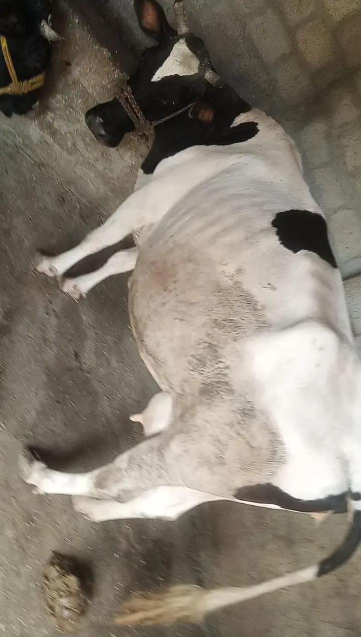Doodh Wali Walayti Cow — photo 4