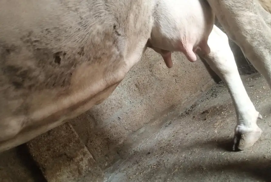 Doodh Wali Walayti Cow — photo 5