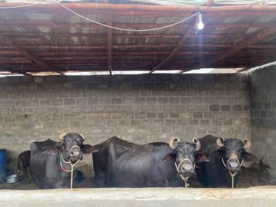 Pure Black Buffalo with Calf – 10 KG Milk | Healthy Dairy Animal