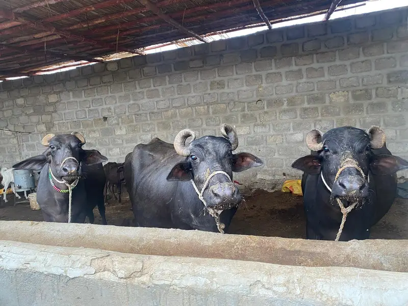 Pure Black Buffalo with Calf – 10 KG Milk | Healthy Dairy Animal — photo 2