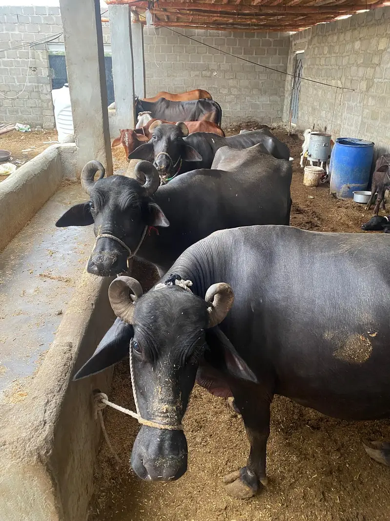 Pure Black Buffalo with Calf – 10 KG Milk | Healthy Dairy Animal — photo 3