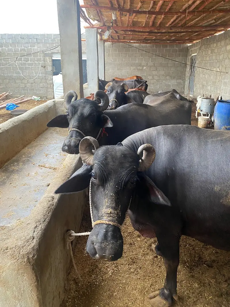 Pure Black Buffalo with Calf – 10 KG Milk | Healthy Dairy Animal — photo 4
