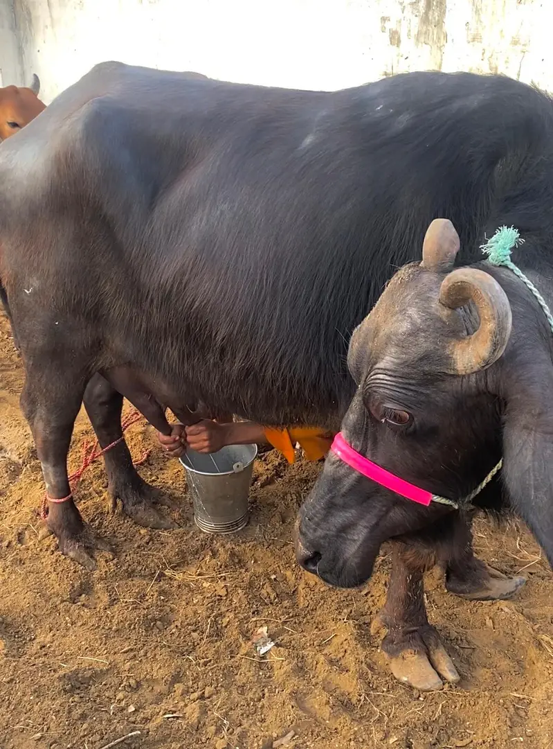 Pure Black Buffalo with Calf – 10 KG Milk | Healthy Dairy Animal — photo 5