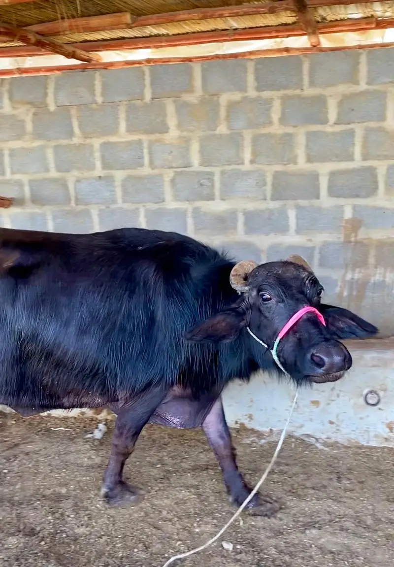 Pure Black Buffalo with Calf – 10 KG Milk | Healthy Dairy Animal — photo 6