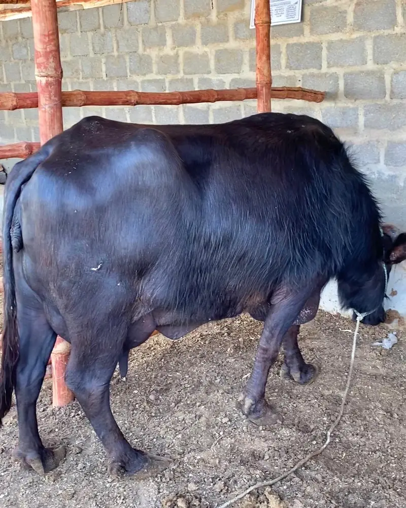 Pure Black Buffalo with Calf – 10 KG Milk | Healthy Dairy Animal — photo 7