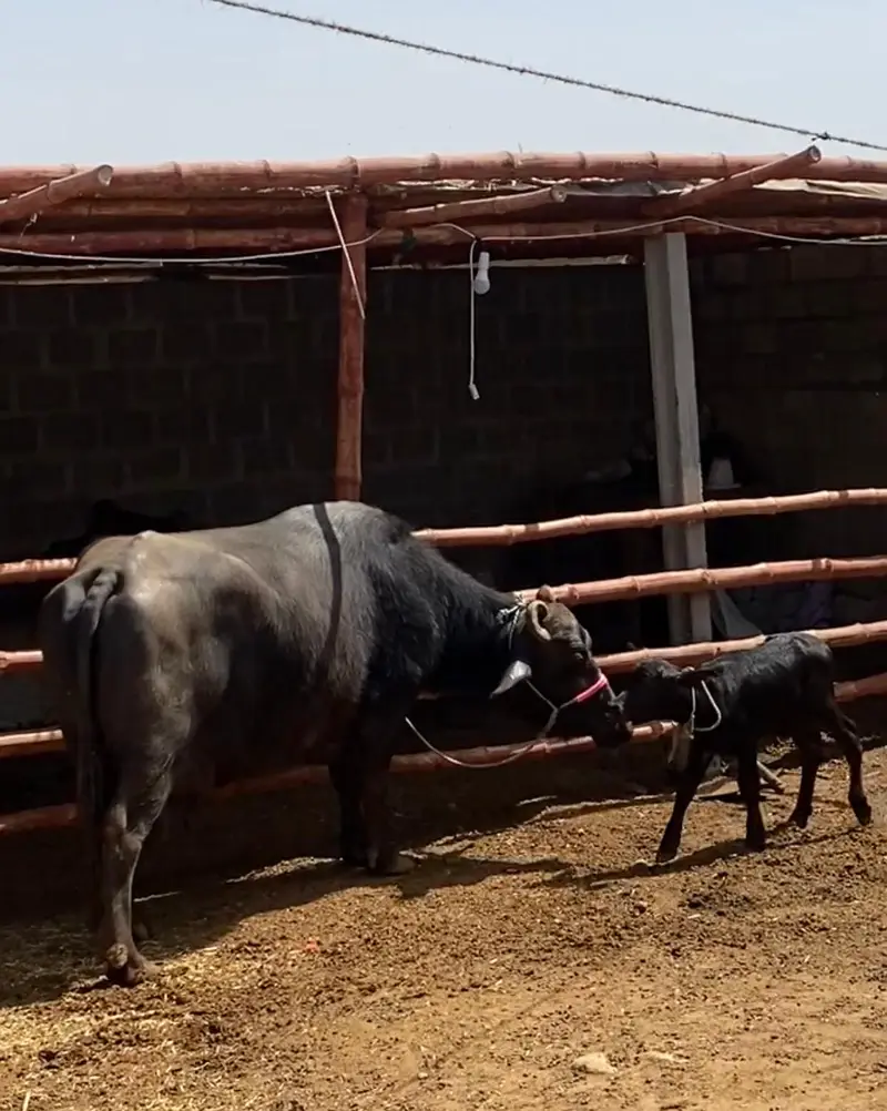 Pure Black Buffalo with Calf – 10 KG Milk | Healthy Dairy Animal — photo 8