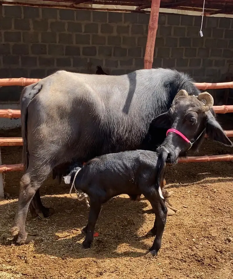 Pure Black Buffalo with Calf – 10 KG Milk | Healthy Dairy Animal — photo 9