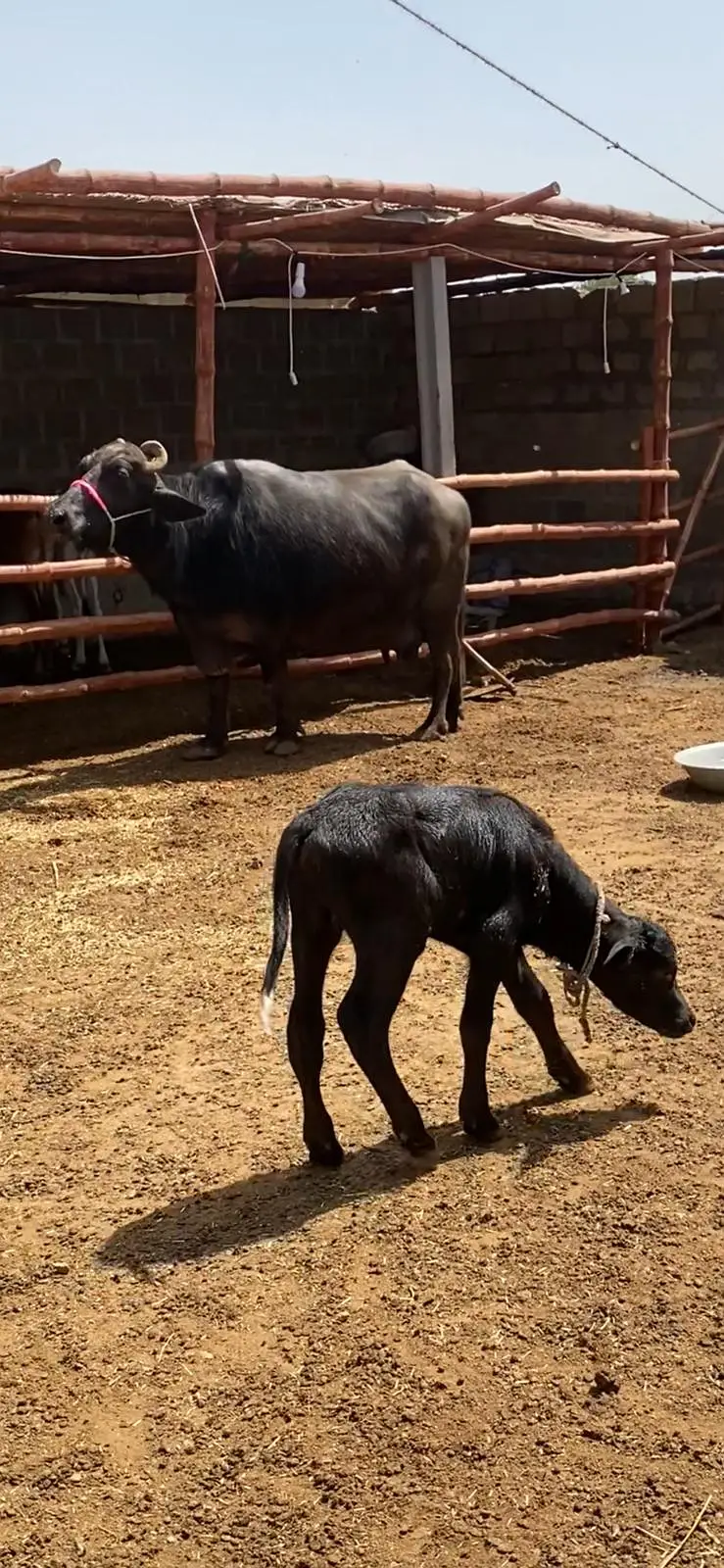 Pure Black Buffalo with Calf – 10 KG Milk | Healthy Dairy Animal — photo 10