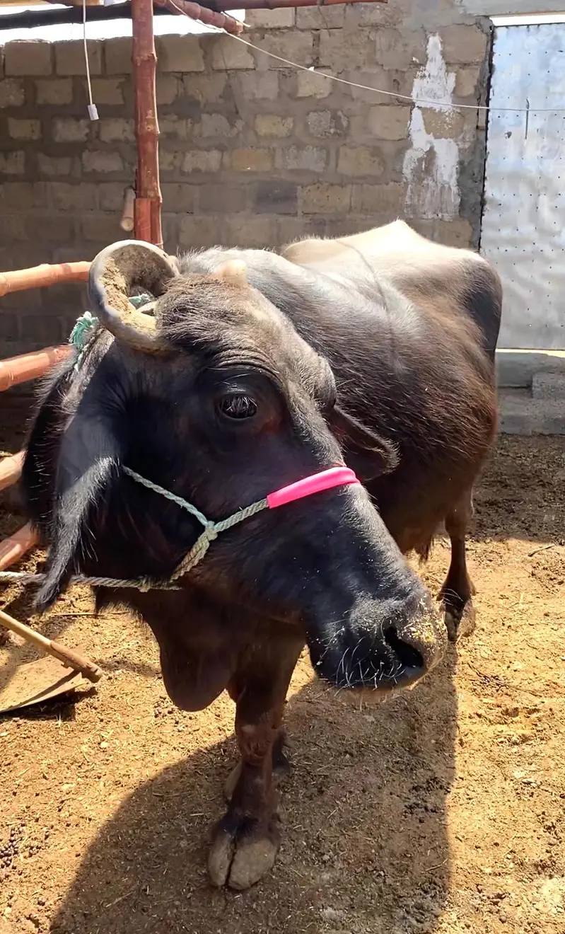 Pure Black Buffalo with Calf – 10 KG Milk | Healthy Dairy Animal — photo 11