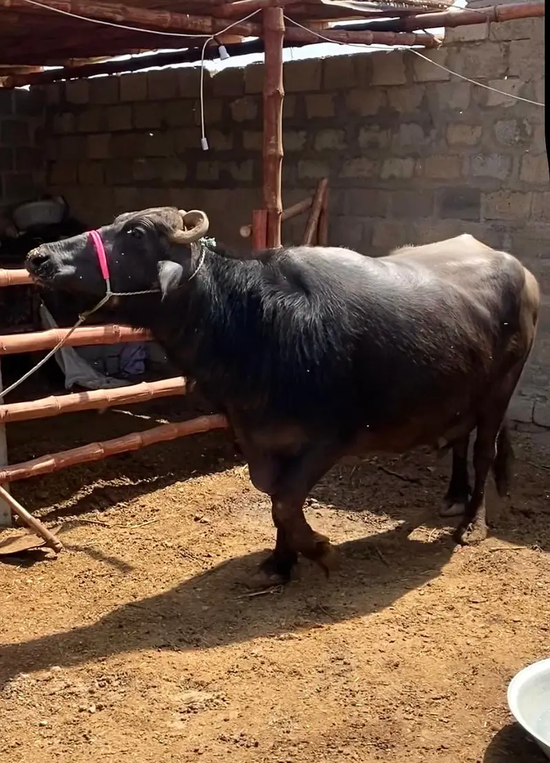 Pure Black Buffalo with Calf – 10 KG Milk | Healthy Dairy Animal — photo 12