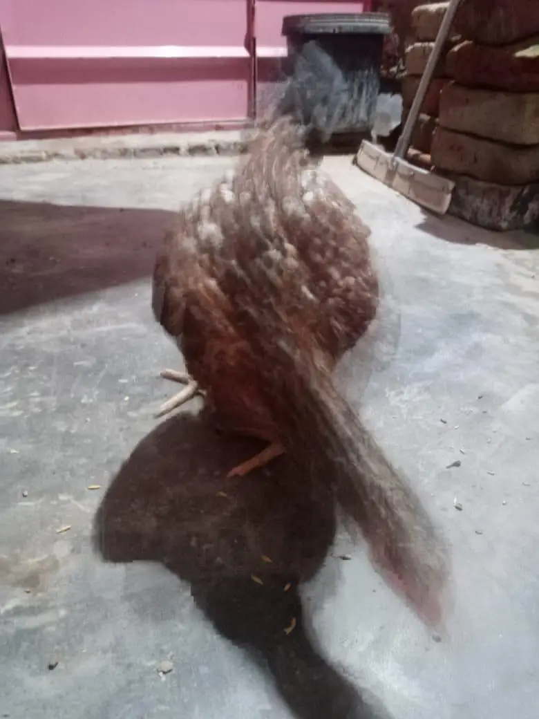 total 5 hain 03234049420 — photo 2
