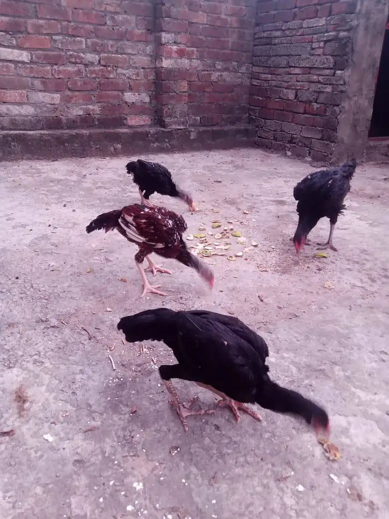 total 5 hain 03234049420 — photo 3