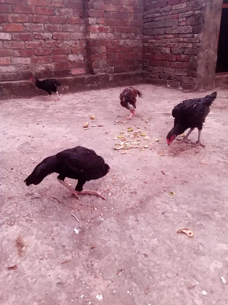 total 5 hain 03234049420 — photo 6