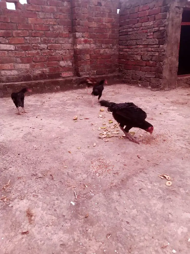 total 5 hain 03234049420 — photo 7