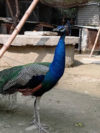 male peacock selling