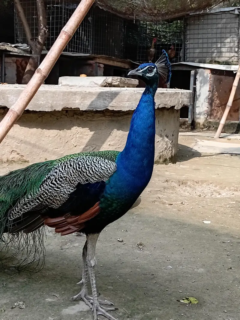 male peacock selling — photo 2