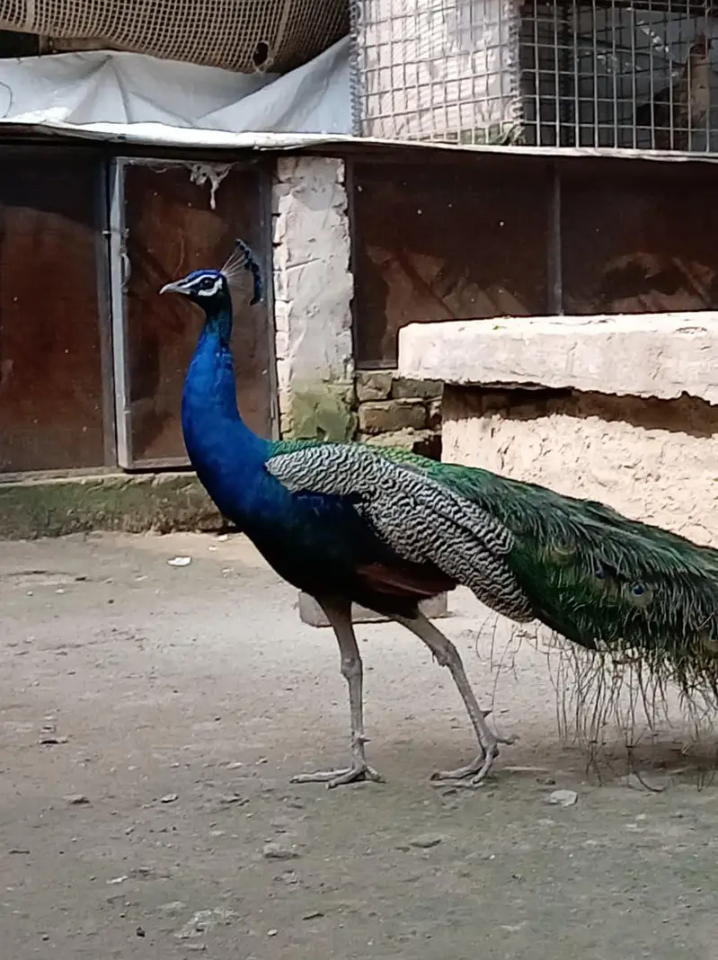 male peacock selling — photo 3