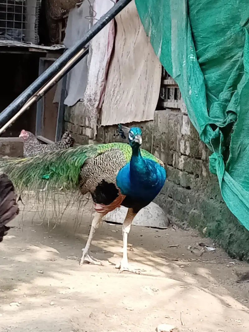 male peacock selling — photo 4