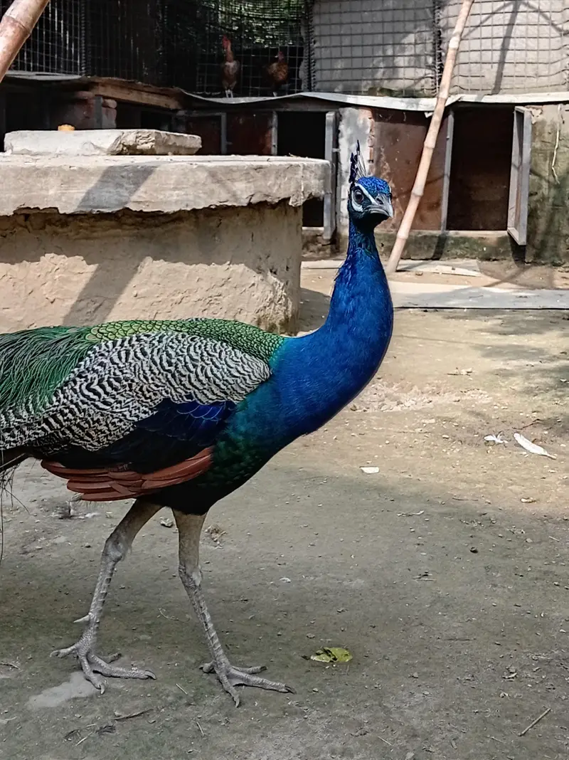 male peacock selling — photo 5