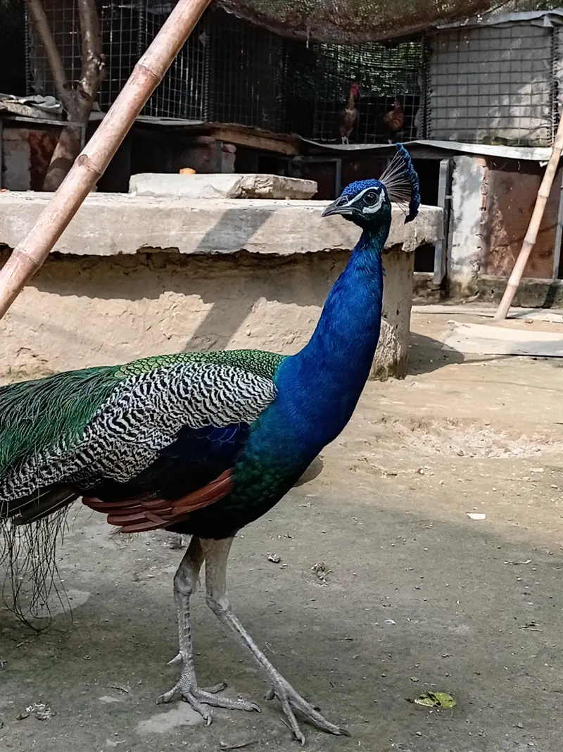 male peacock selling — photo 6
