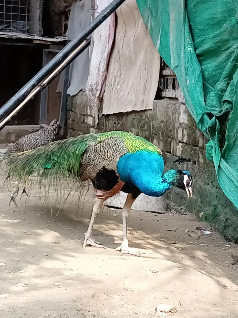 male peacock selling — photo 7